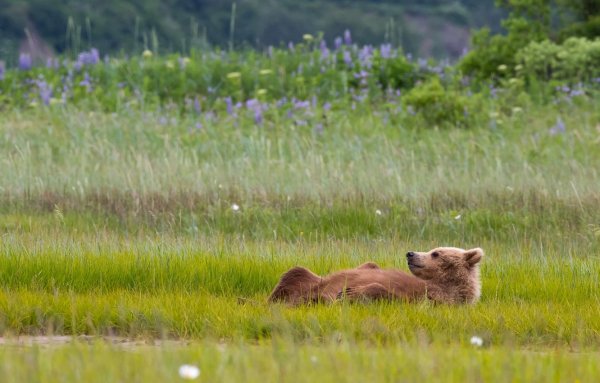 Медведь в траве