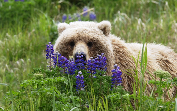 Медведь в цветах