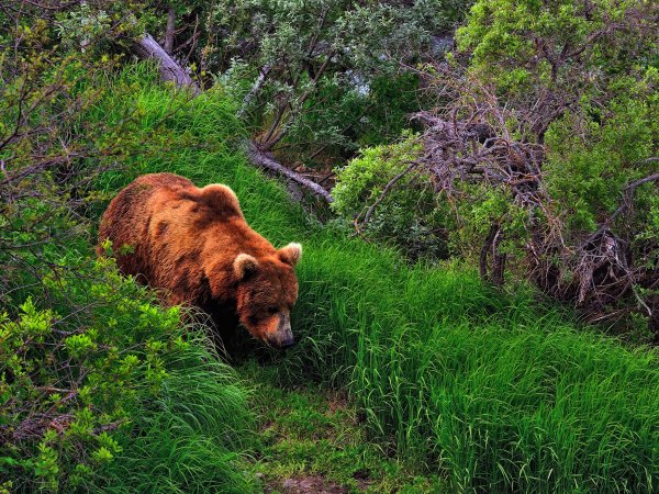 Бурый медведь смешанные леса