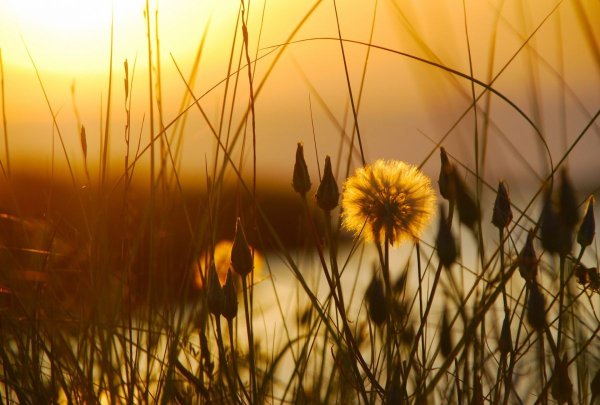 Позднее лето