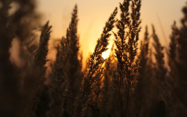 Колосья красивые Бьюти