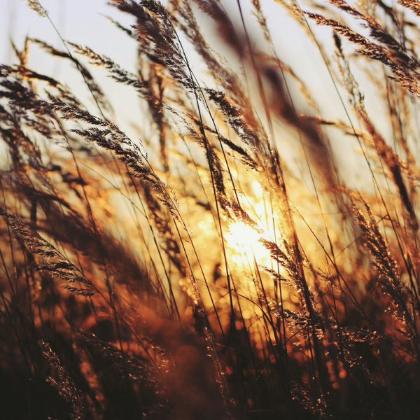 Ведьмин луг Ефремовский район