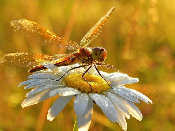Стрекоза на солнце