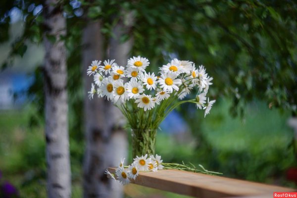 Букет ромашек на природе
