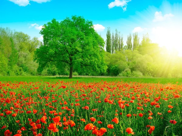 Летний пейзаж