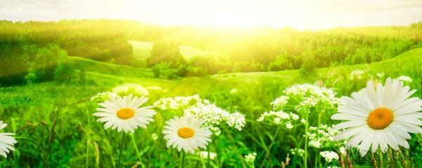 Ромашки панорама