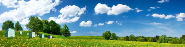 Поле с подсолнухами панорама