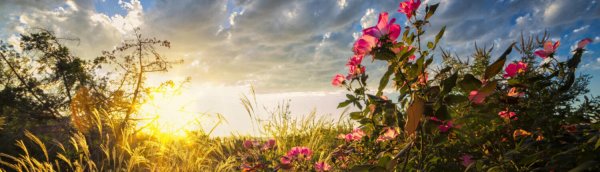 Поле панорама