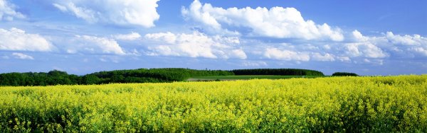 Панорама с цветами