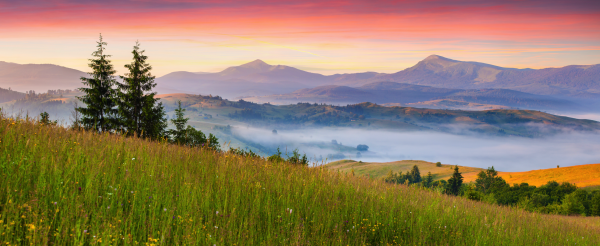 Поле с цветами