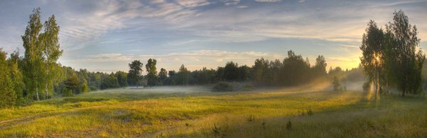 Германия поле рапса