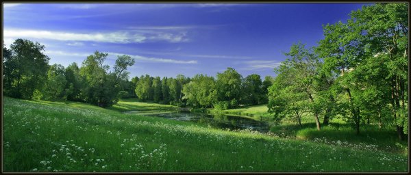 Полевые цветы панорама