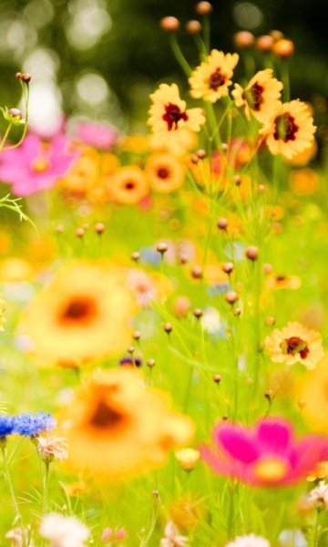 Летние цветы на айфон