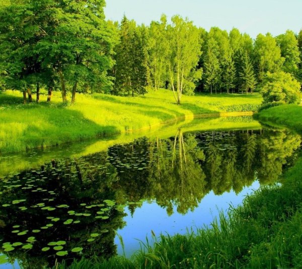 Пальмы и океан