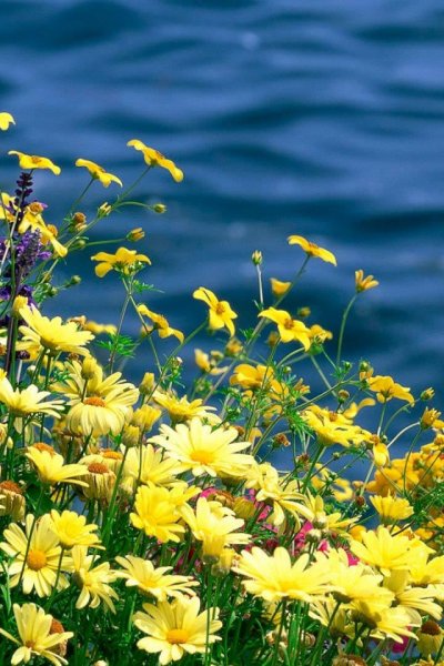 Летние цветы