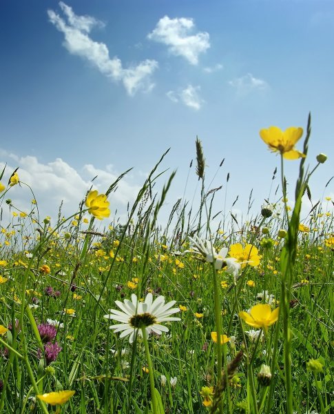 Лето солнце цветы