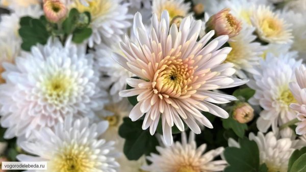 Хризантема венковидная