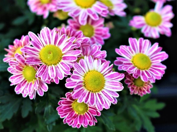 Хризантема корейская (Chrysanthemum koreanum