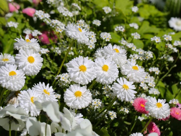 Хризантема Ариэль