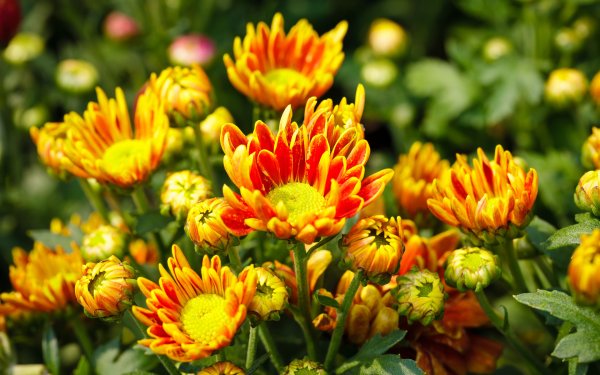 Хризантема Энона оранжевая