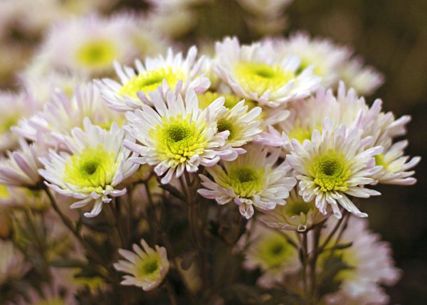 Листья хризантемы