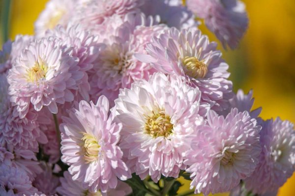 Хризантемы Ковтун Татьяны Арсеньев