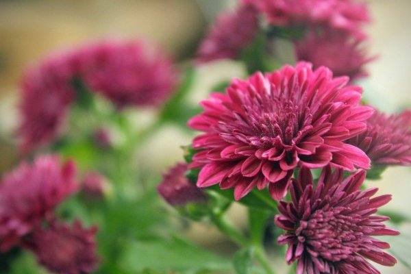 Хризантема Сплендид