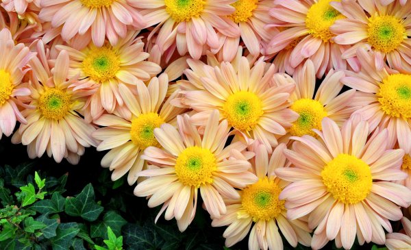 Астры герберы хризантемы