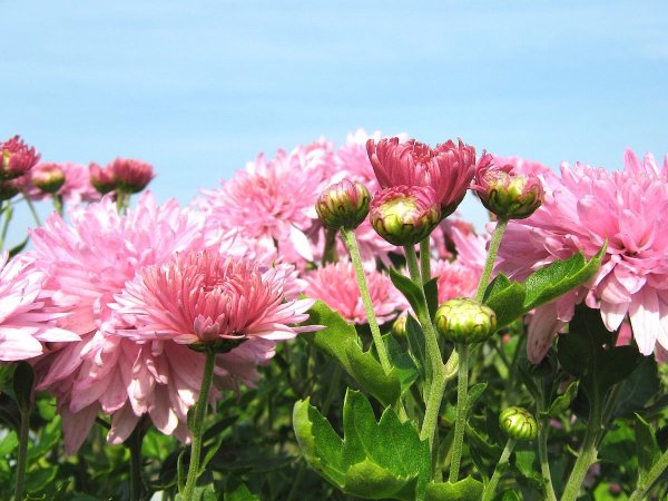 Хризантема Чудесница