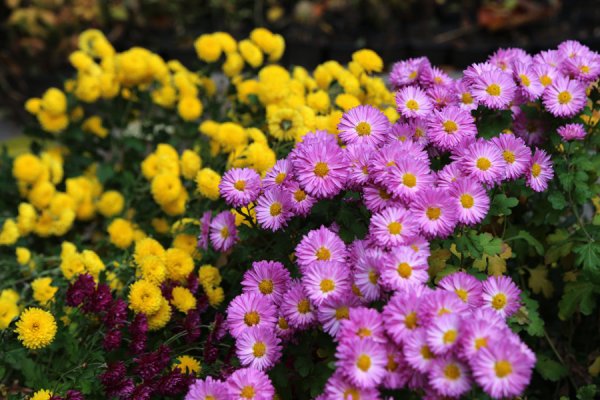 Хризантема Сентябрина