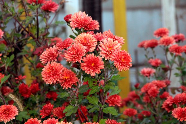 Хризантема перистая