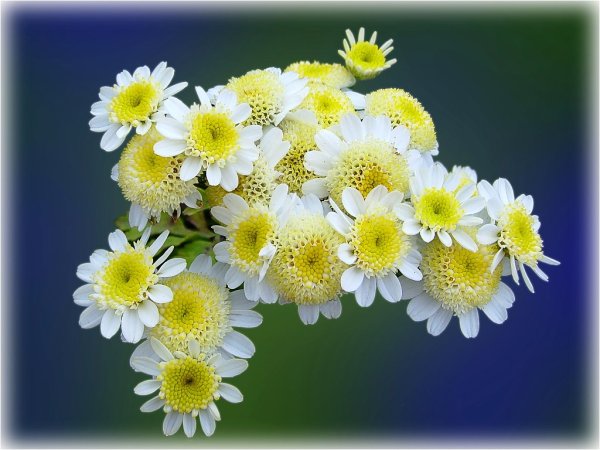 Красивые строки о хризантемах и ромашках