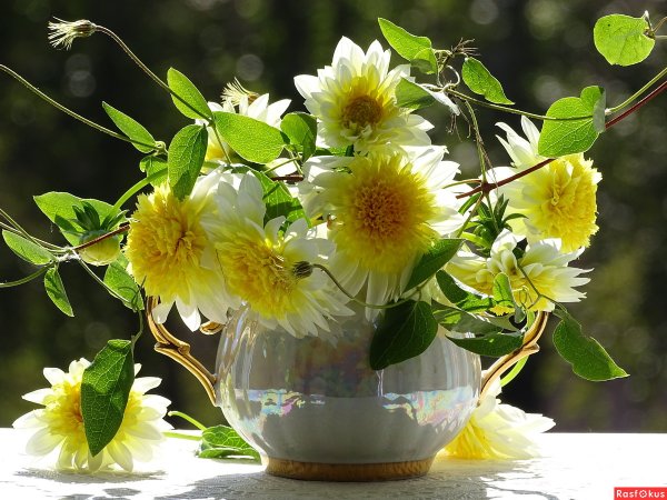 Утренние хризантемы