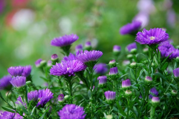 Астра Луговая