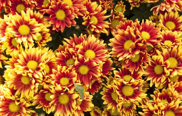 Хризантема декоративная