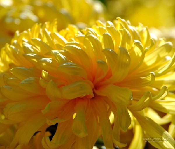 Цветы розы хризантемы герберы