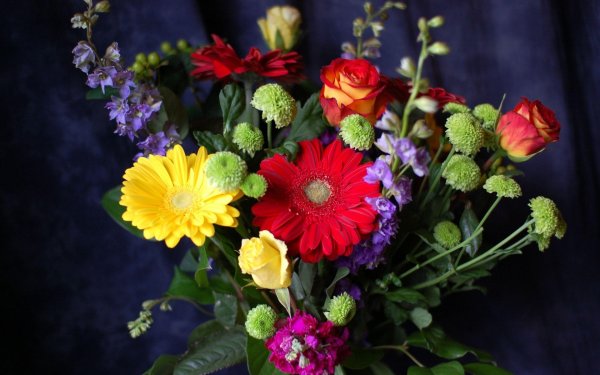 Хризантема спринг