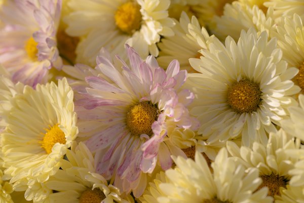 Хризантема Эвелин Буш