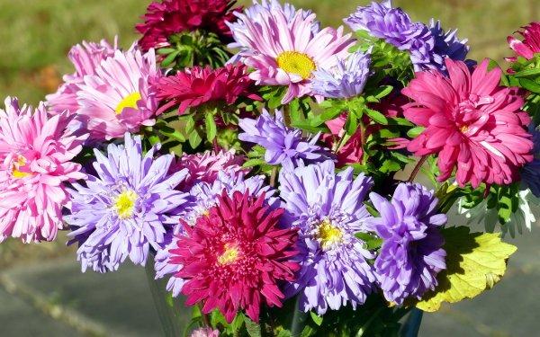 Хризантема Витязь