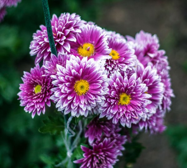 Яркие осенние цветы