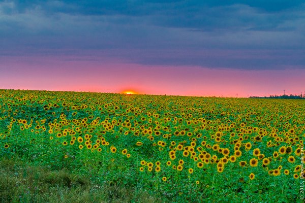 Летние картинки