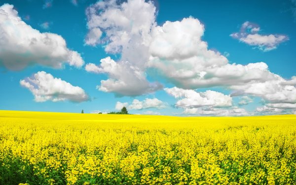 Летнее поле