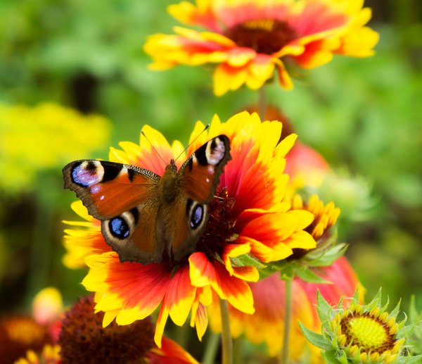 Полевые цветы