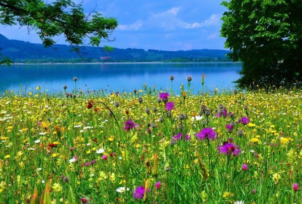 Летние цветы