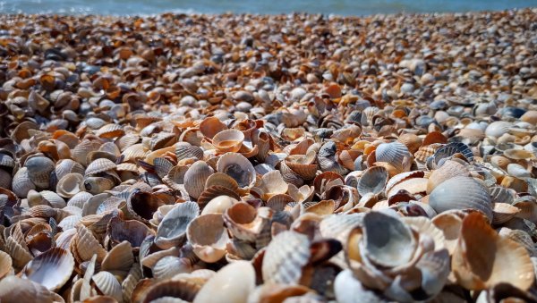 Должанская коса ракушечник