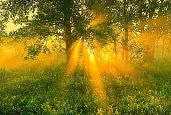 Красивая природа с ромашками