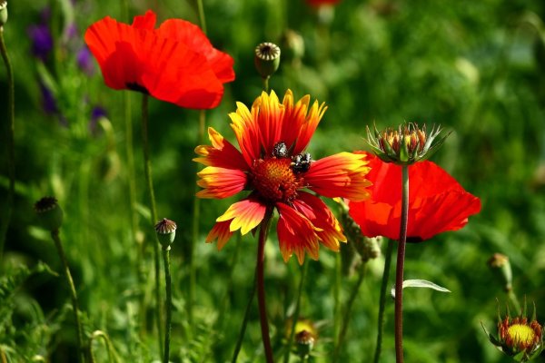 Яркие краски лета