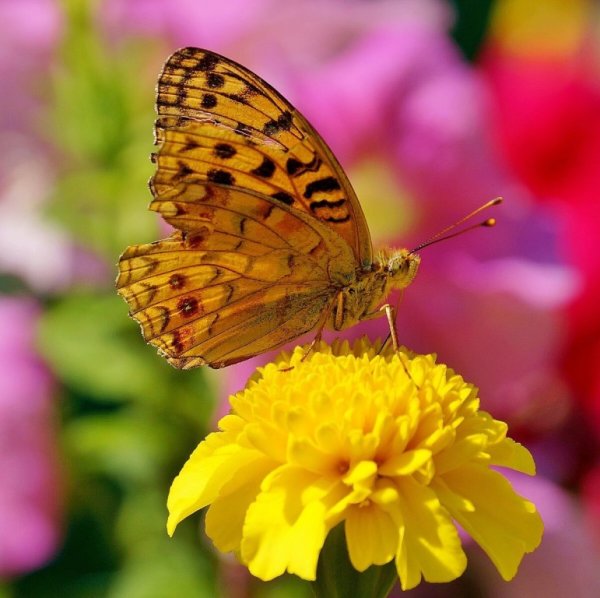 Яркие краски лета