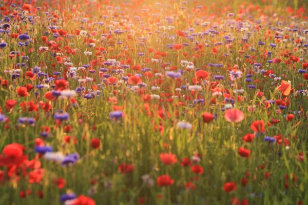 Красивые краски лета