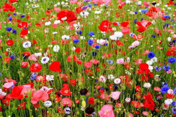 Декоративное "Цветочная Поляна"